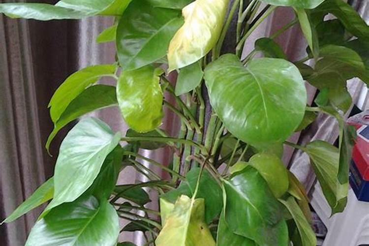 我家的绿萝,我前几天给它施肥又浇水了。这几天突然发现叶子迅速发黑发 ...