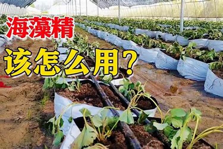 葡萄树灌根用海藻精加什么会更好