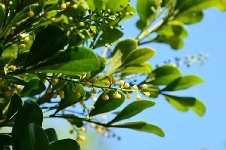 米兰花一般都是施什么肥？有那种自己弄的肥料吗