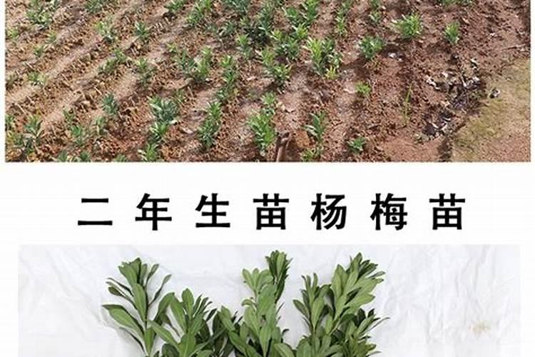 杨梅树苗怎么种植技术 杨梅树苗如何种植