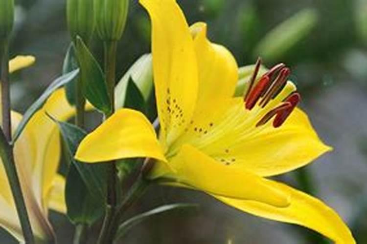 鲜切百合花苞太生怎么养开