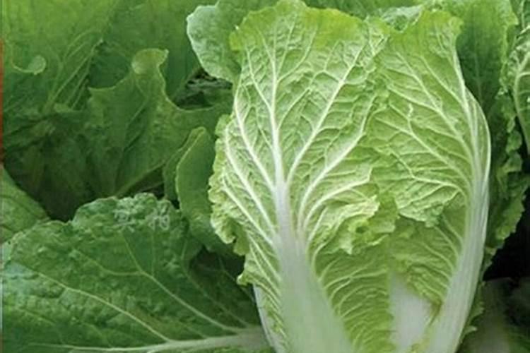 芝麻什么时间施肥最好 芝麻什么时候施肥