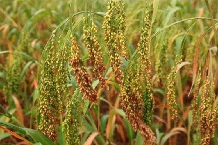 缩节胺打后多久下雨没有影响