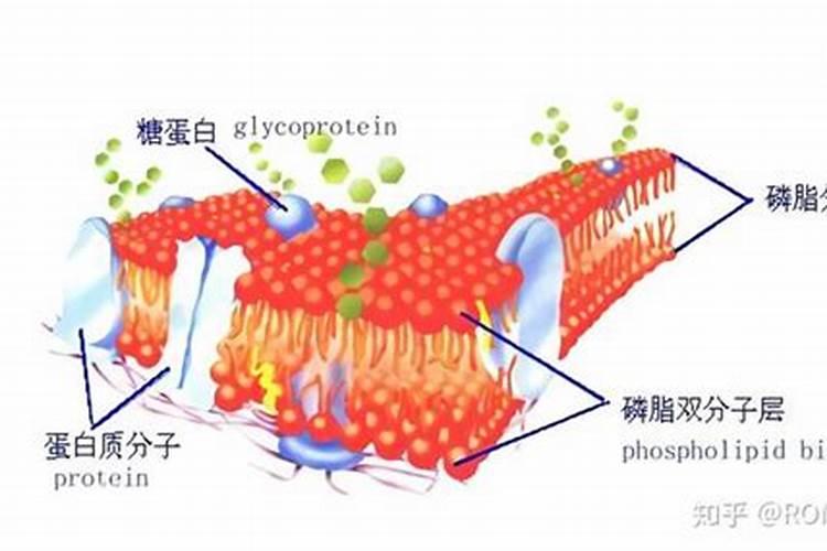 磷肥有几种(磷肥的作用是什么,怎么使用效果更好)