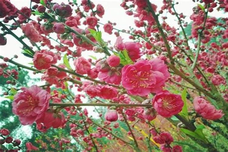 桃树春季施什么肥料最好