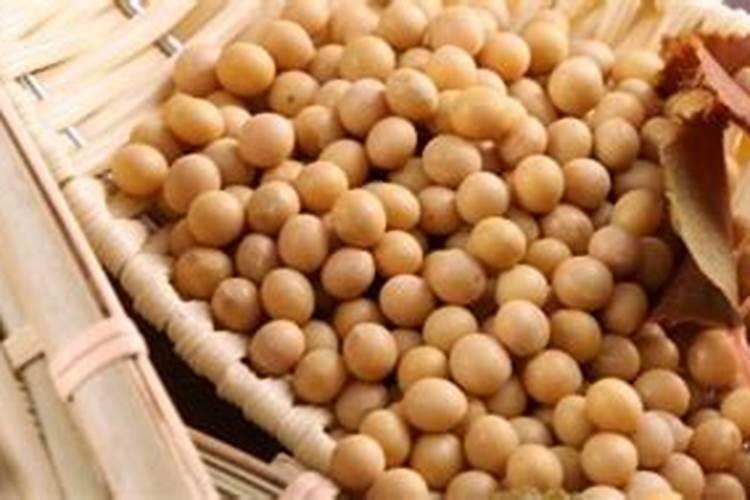 煮熟的大豆和大豆饼作为肥料哪一个更好些？
