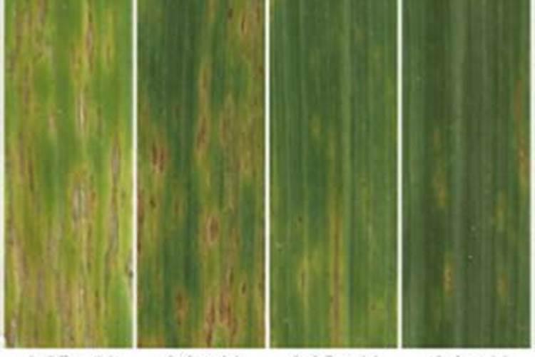 镁肥的效果及使用方法