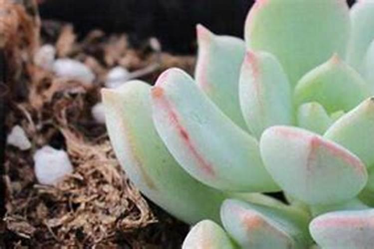 复合肥可以浇多肉吗