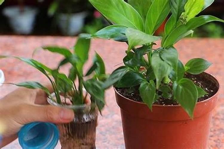龙血树水培生根,加入肥料勤换水