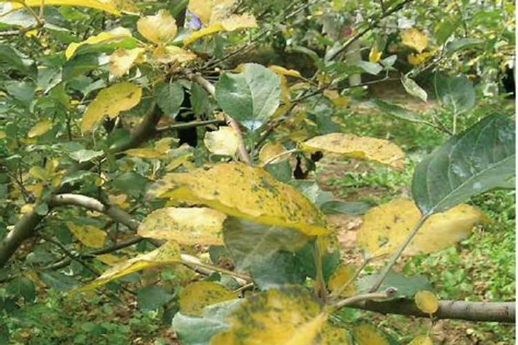 苹果果实膨大需要什么肥料？苹果一次冲施多少肥料？苹果叶面肥用...