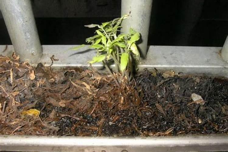 马上要摘茶叶了,听朋友说做富硒茶要在采摘前喷施富硒肥料,市面上那家...