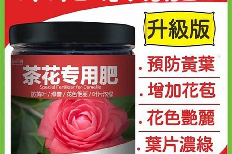 四季茶花干叶脱落怎么回事