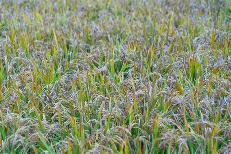 在沈阳种植五常稻花香如何防止倒伏？有何管理错施？