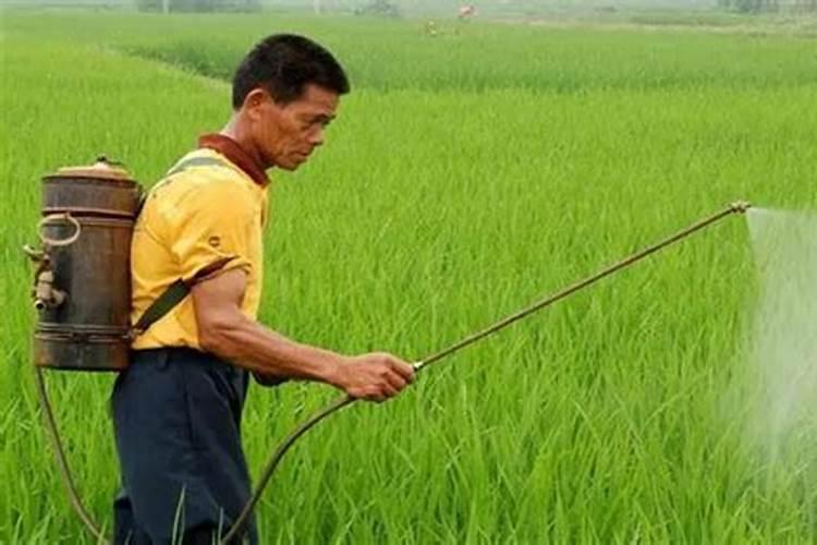 水稻硼肥的作用及使用方法