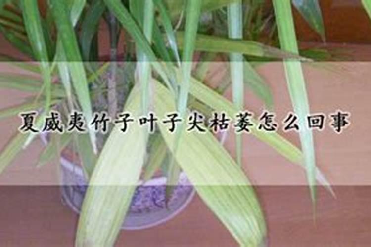 花生怎样种植才会获得高产