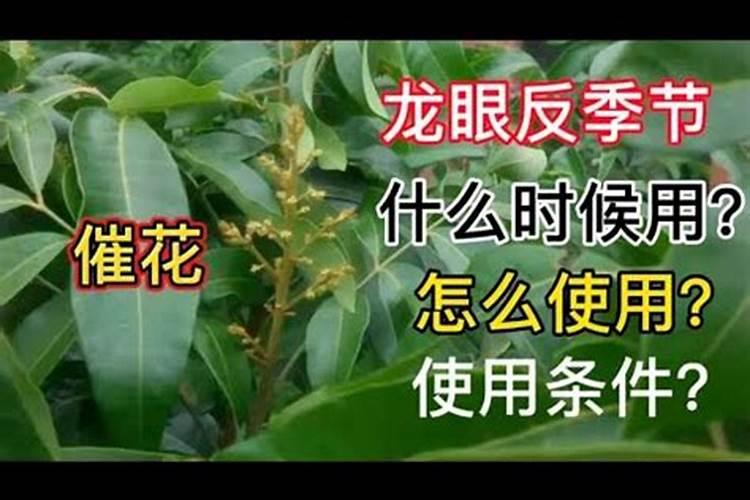 龙眼花期怎么管理？
