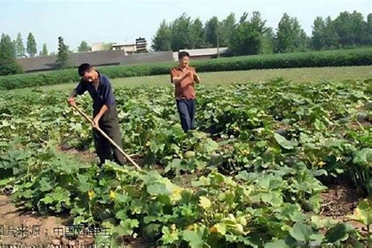 南瓜种植如何实现高产