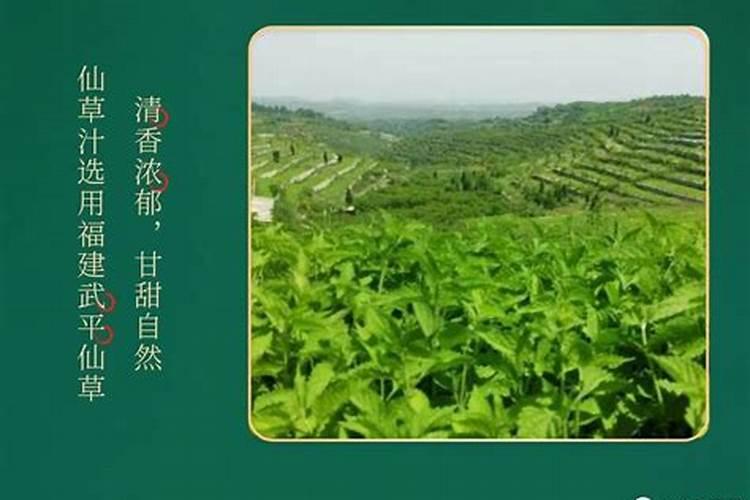 请问有人知道四川那里有种一个药材叫 铁皮石斛的吗