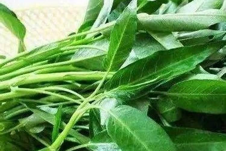 铁皮石斛能否人工栽培
