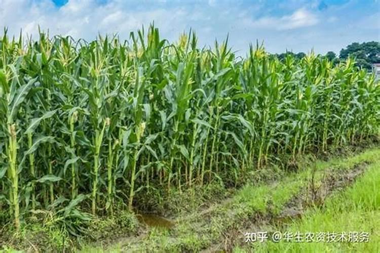 种玉米施肥用什么肥料好？