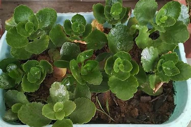 长寿花施什么肥好,长寿花施氮磷钾肥料最好