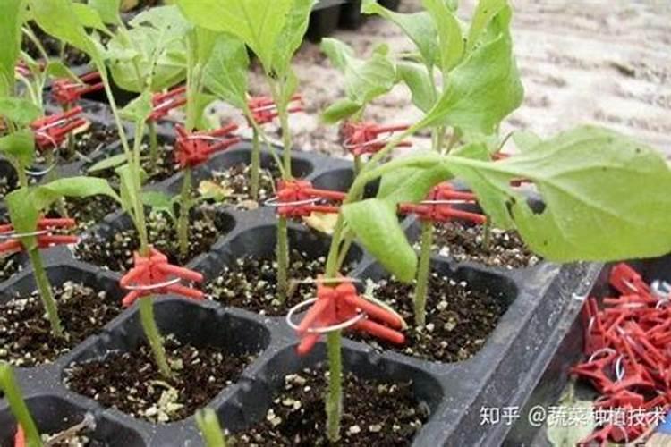 茄子如何进行叶面施肥？