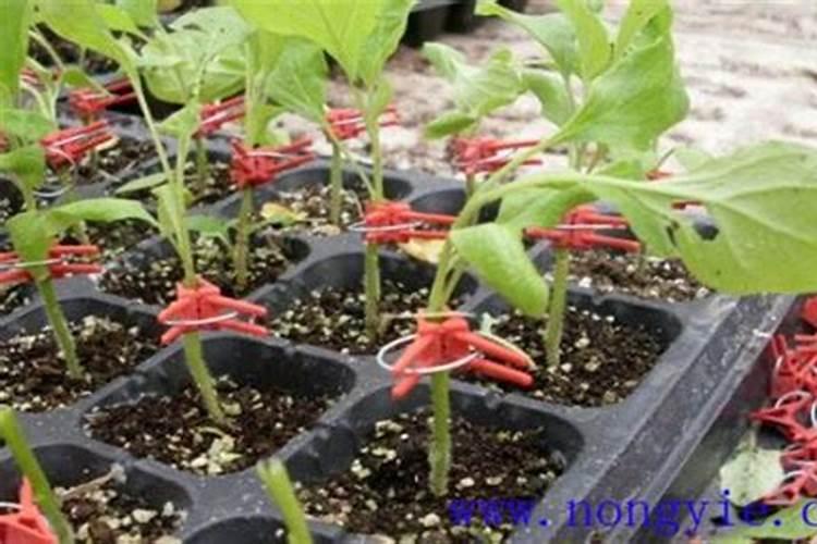 茄子用什么肥料高产 茄子施肥的注意事项