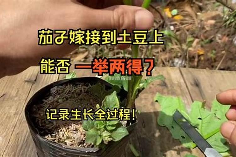 茄子施肥注意事项 茄子应该怎么施肥