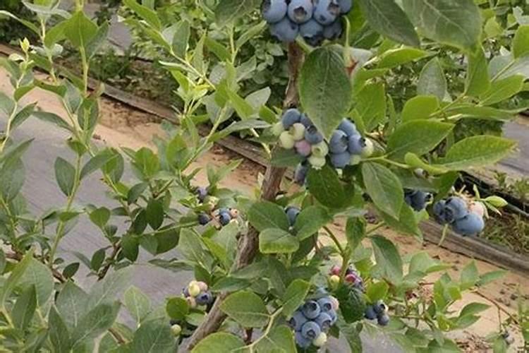 蓝莓怎样施肥,蓝莓种植时间和方法