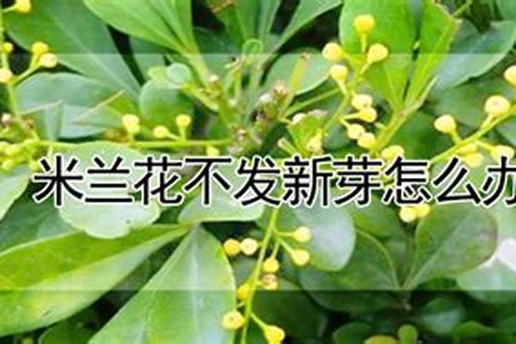 米兰花开花一阵都落了怎么回事