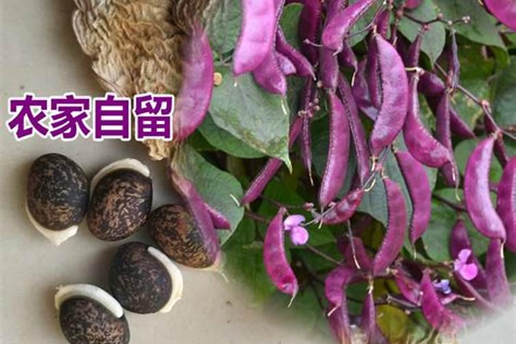 室内爆花植物(爆花品种)