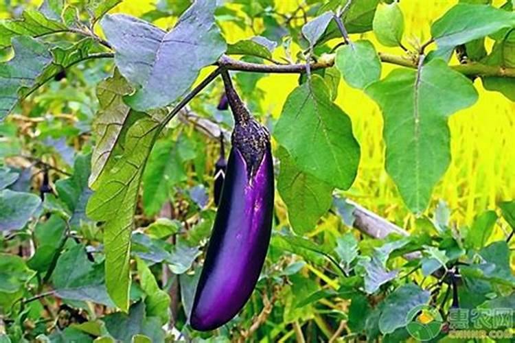 茄子长的慢喷什么叶面肥好？