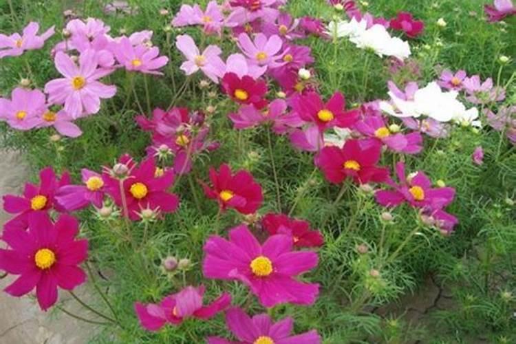 花卉肥料有哪些肥