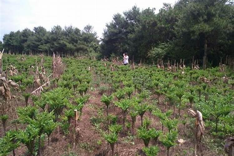 富源二代白魔芋种植用肥技巧
