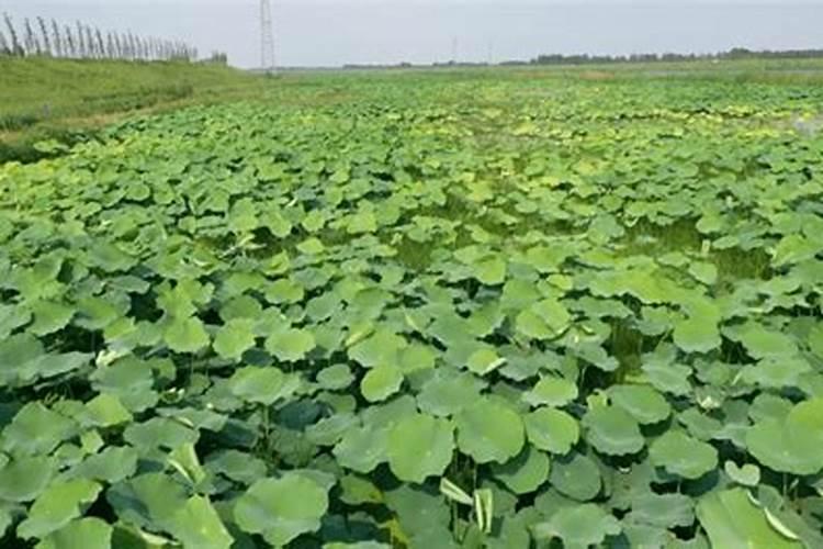 莲蓬藕种种植需要多深水