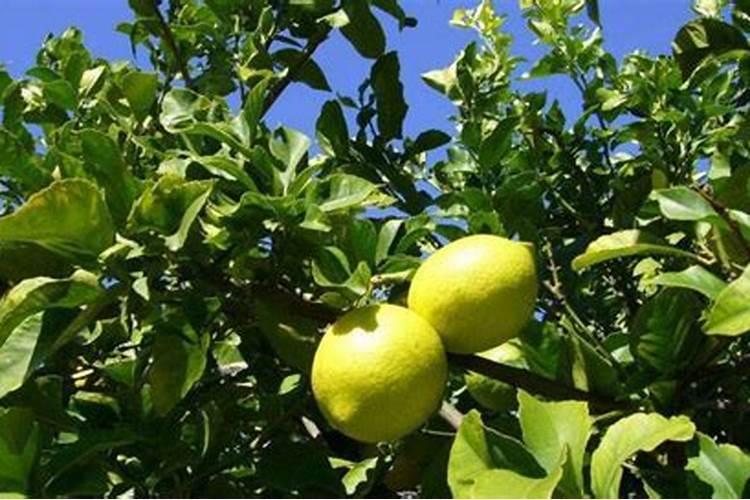 花芽分化用什么叶面肥
