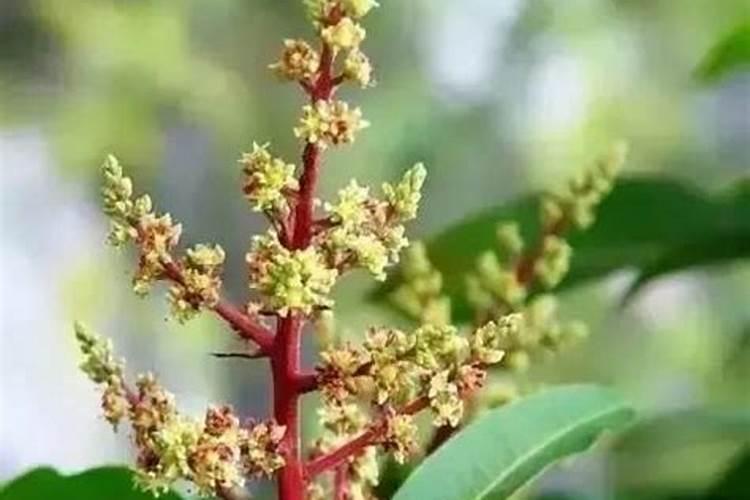 种芒果施什么肥