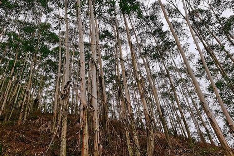 速生桉树施哪种肥最好
