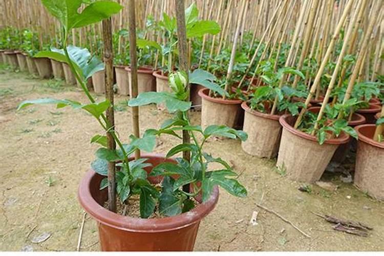 百香果开花结果可以施肥吗？
