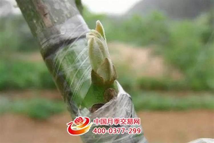 仙人掌嫁接蟹爪兰成活后怎么施肥(如何使蟹爪兰长得粗壮)