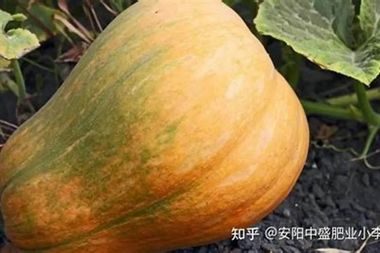 南瓜追肥用什么肥料好