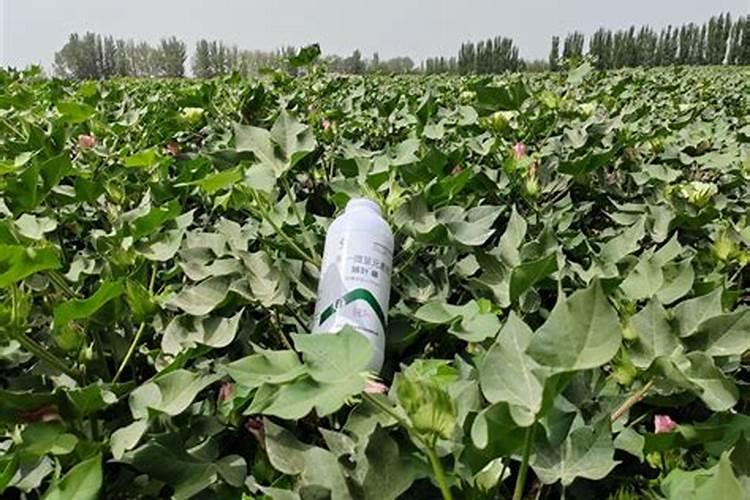 棉花硼肥什么时候打 如何正确使用