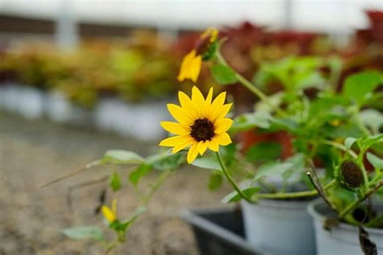 向日葵施什么肥最好