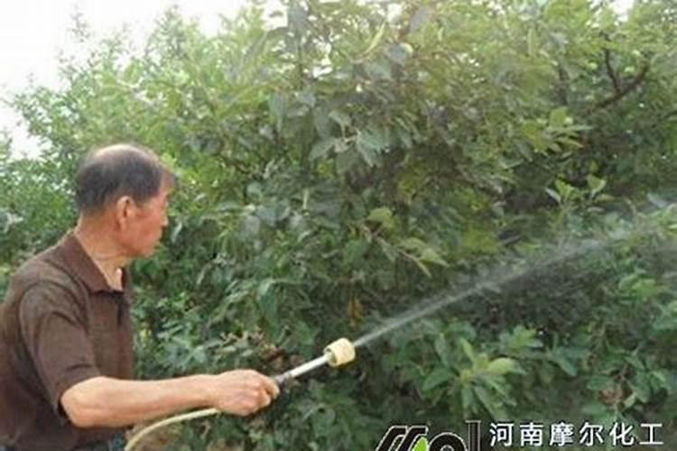 柑橘开春用什么肥料