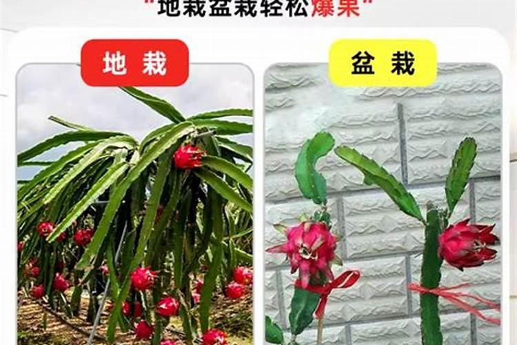 火龙果结果期间施什么肥