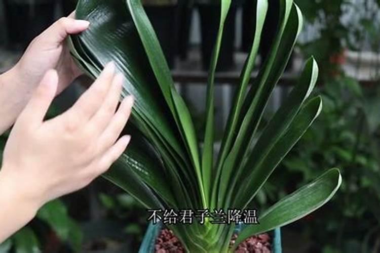 家养君子兰氮磷钾如何采用