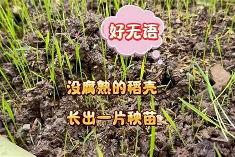 水稻钾肥什么时候施