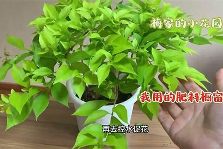 三角梅僵苗不长新芽怎么办