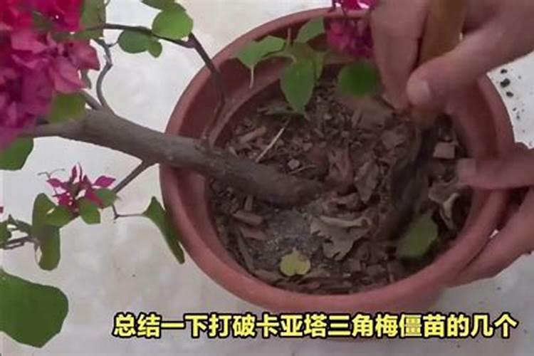 三角梅僵苗了怎么办