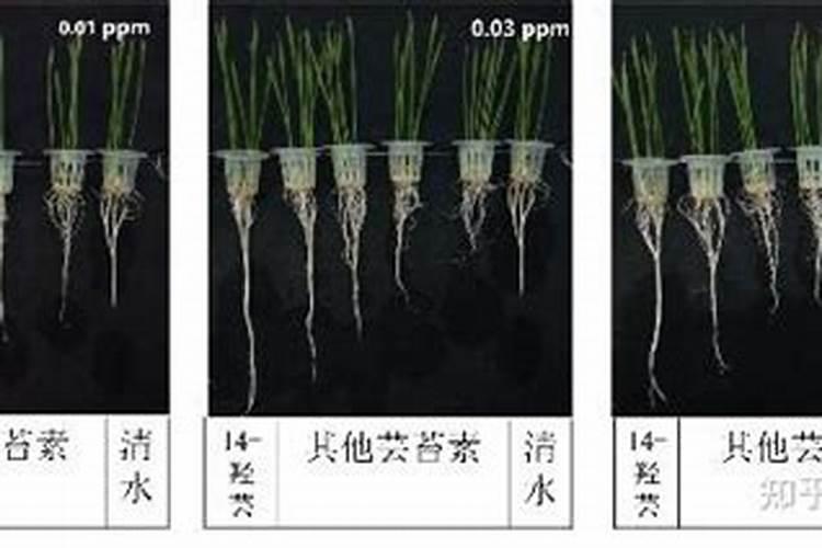 如何制作海带醋？